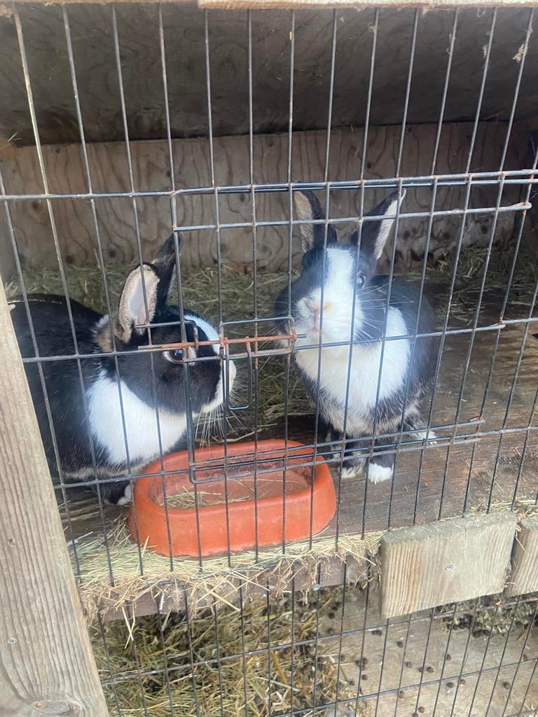 2 konijnen met groot/zwaar konijenhok, Dieren en Toebehoren, Konijnen, Mannelijk, Middelgroot, 6 tot 8 jaar