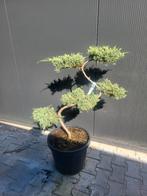 Juniperus pfitzeriana bonsai 80/90, Bloeit niet, Overige soorten, Minder dan 100 cm, Ophalen