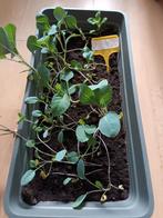 Rode kool plantjes., Tuin en Terras, Ophalen, Eenjarig, Groenteplanten, Volle zon