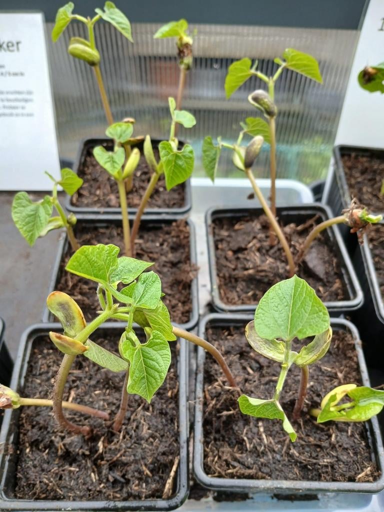 Blauwhilde stokspekbonen 3st. in 1 bakje, 5 bakjes te koop, Ophalen, Minder dan 100 cm, Overige soorten, Zomer