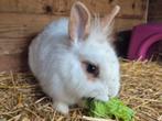 Leuke gecastreerde ram, Dieren en Toebehoren, Konijnen, Mannelijk, Klein, 0 tot 2 jaar