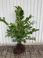 Laurier, Ophalen, Laurier, Struik, Minder dan 100 cm