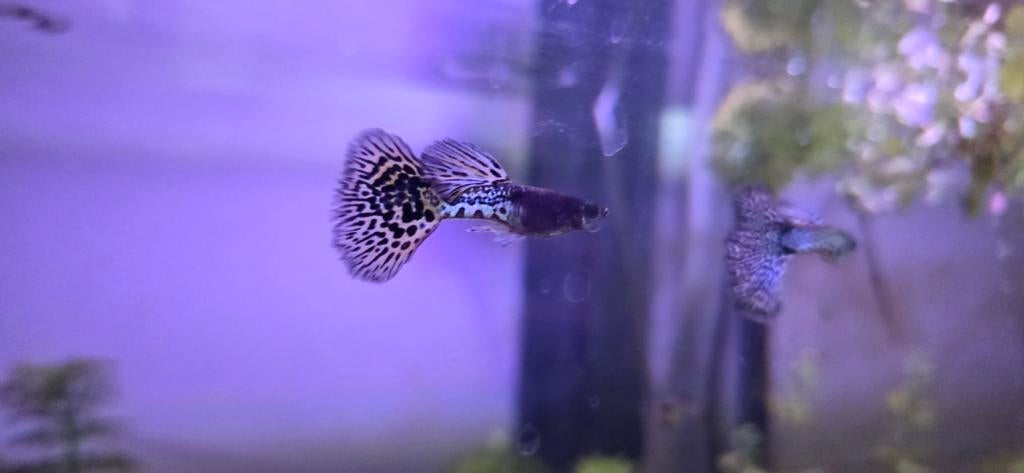 Metal white snakeskin king cobra Guppy, Dieren en Toebehoren, Vissen | Aquariumvissen, Vis