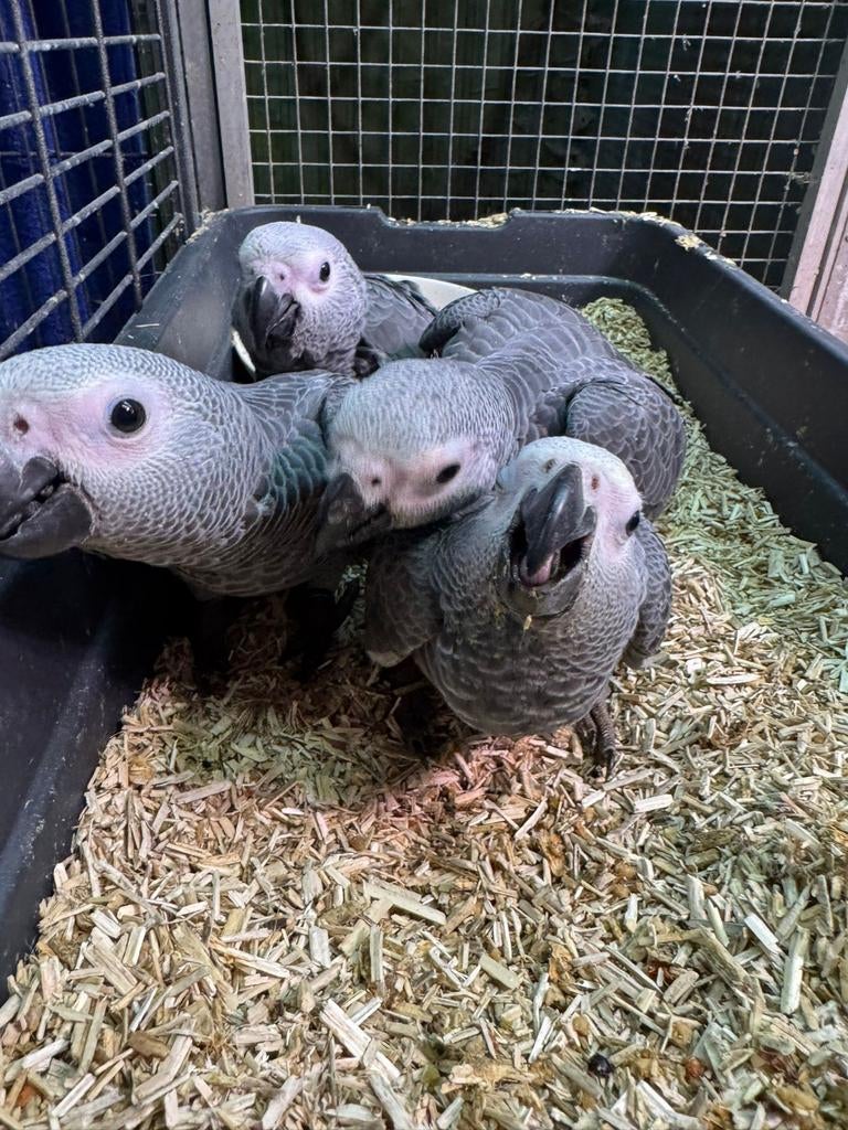 Grijze roodstaart baby papegaai super tam, Dieren en Toebehoren, Vogels | Parkieten en Papegaaien, Mannelijk, Papegaai, Tam