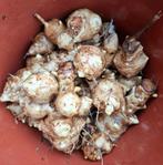 Aardperen per stuk/500g/1kg, Tuin en Terras, Planten | Tuinplanten, Volle zon, Ophalen of Verzenden, Bloeit niet, Groenteplanten