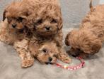 Prachtige mini maltipoo pups, Poedel, Parvo, Reu, 8 tot 15 weken