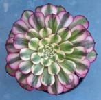 Aeonium Venus, Vetplant, Ophalen of Verzenden, Minder dan 100 cm, Bloeiende kamerplant