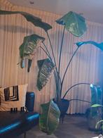 Grote Spotvogelplant - Unieke kamerplant, Huis en Inrichting, Kamerplanten, Ophalen, 200 cm of meer, Overige soorten, Halfschaduw