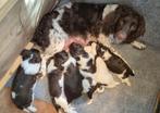 Mooie Engelse Springer Spaniel pups te koop., Dieren en Toebehoren, 8 tot 15 weken, Meerdere, Meerdere dieren, Spaniël