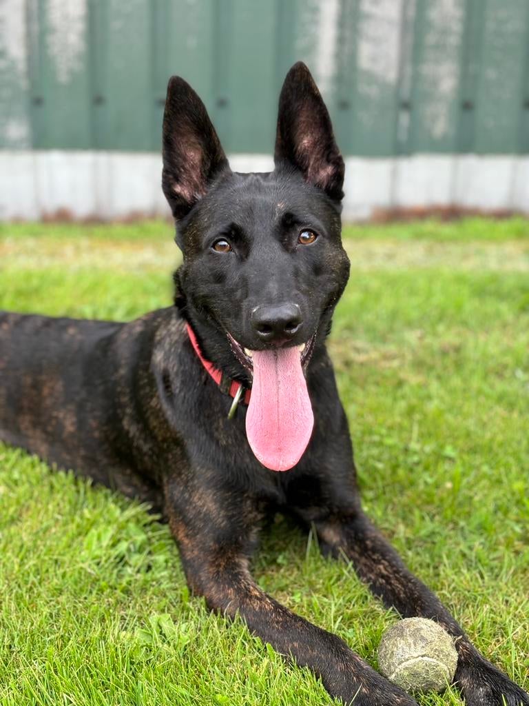 Hollandse Herder pups verwacht, Parvo, 8 tot 15 weken, Meerdere, Meerdere dieren