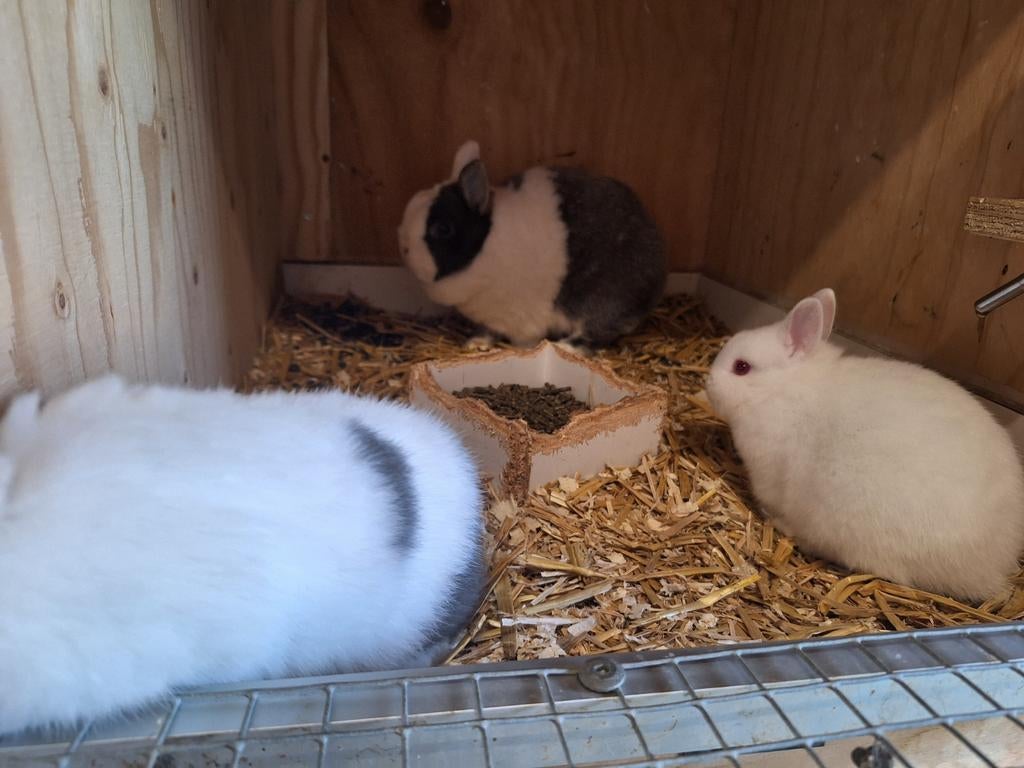 Te koop jonge konijnen, Dieren en Toebehoren, Meerdere dieren, Dwerg, 0 tot 2 jaar
