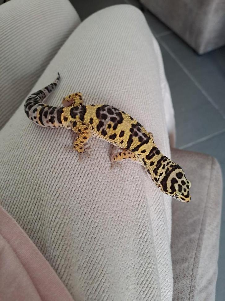 Luipaardgekko man Leopard Gecko - male for sale from wendy