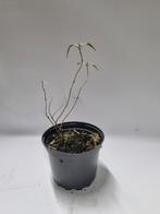 Blauwbaard te koop, Ophalen, Overige soorten, Volle zon