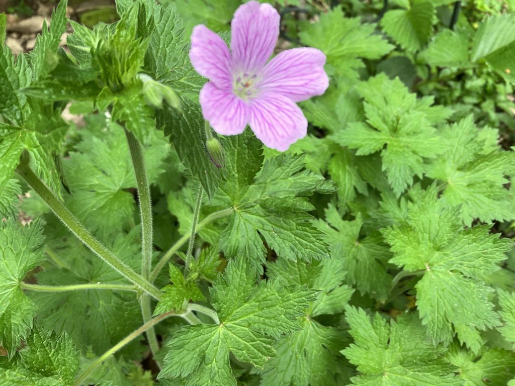 vaste geraniums, Tuin en Terras, Planten | Tuinplanten, Ophalen of Verzenden, Vaste plant, Overige soorten, Halfschaduw