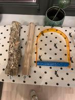 Stokken en speelgoed voor pakieten/papegaai, Geslacht onbekend, Papegaai