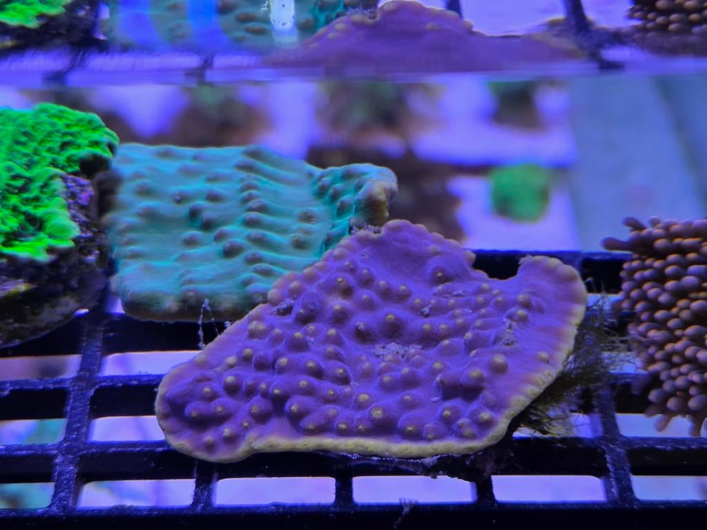 Turbinaria paars/geel en groen/geel, Dieren en Toebehoren, Ophalen, ., Plant(en), Steen of Hout, Nieuw