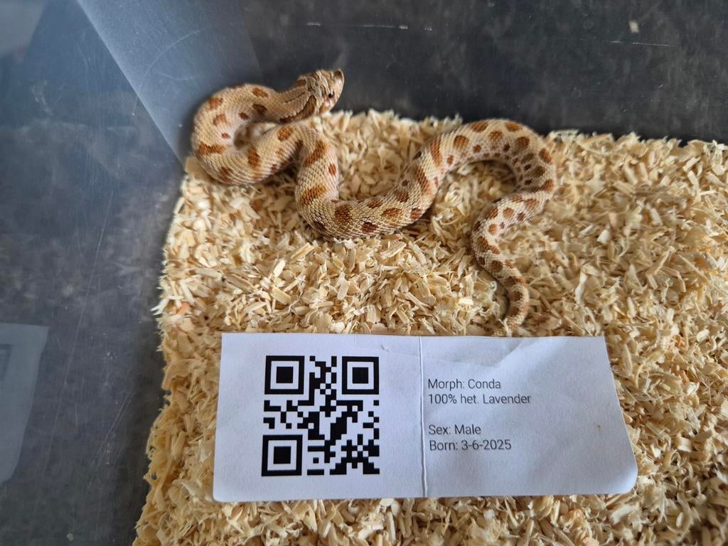 Heterodon Nasicus/Haakneusslang Conda 100% het. Lavender, Dieren en Toebehoren, Slang, 0 tot 2 jaar