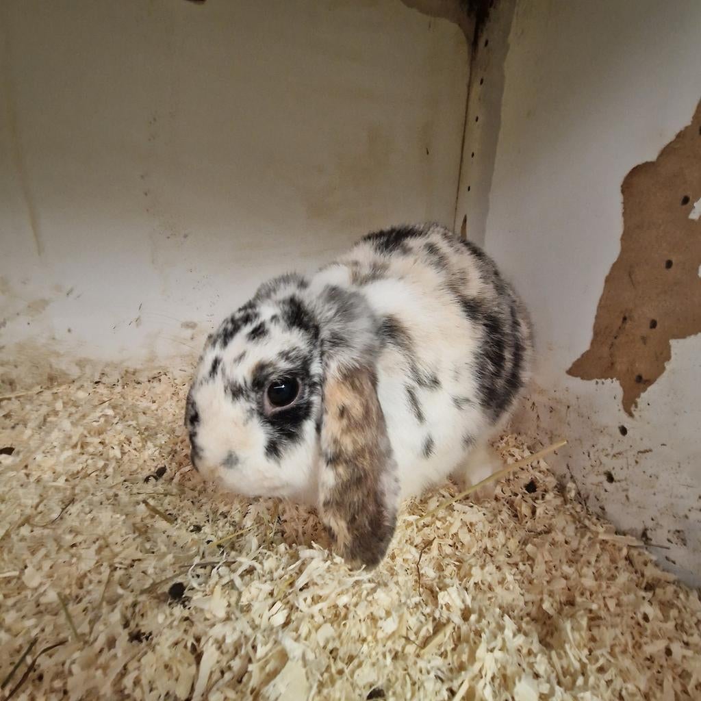 3 kleur nederlandse hangoor dwerg ram, Dieren en Toebehoren, Konijnen, Mannelijk, Dwerg, Hangoor