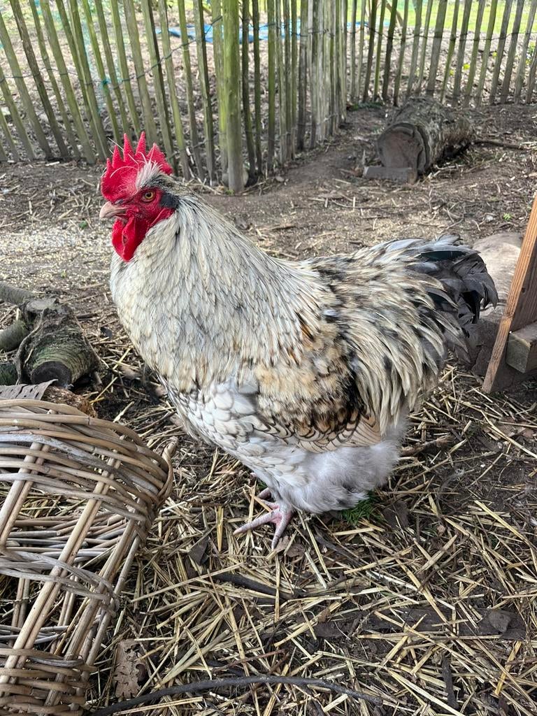 Grote lieve orpington haan, Mannelijk, Kip