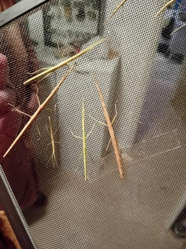 Indische wandelende takken alle maten zoveel je wilt + info