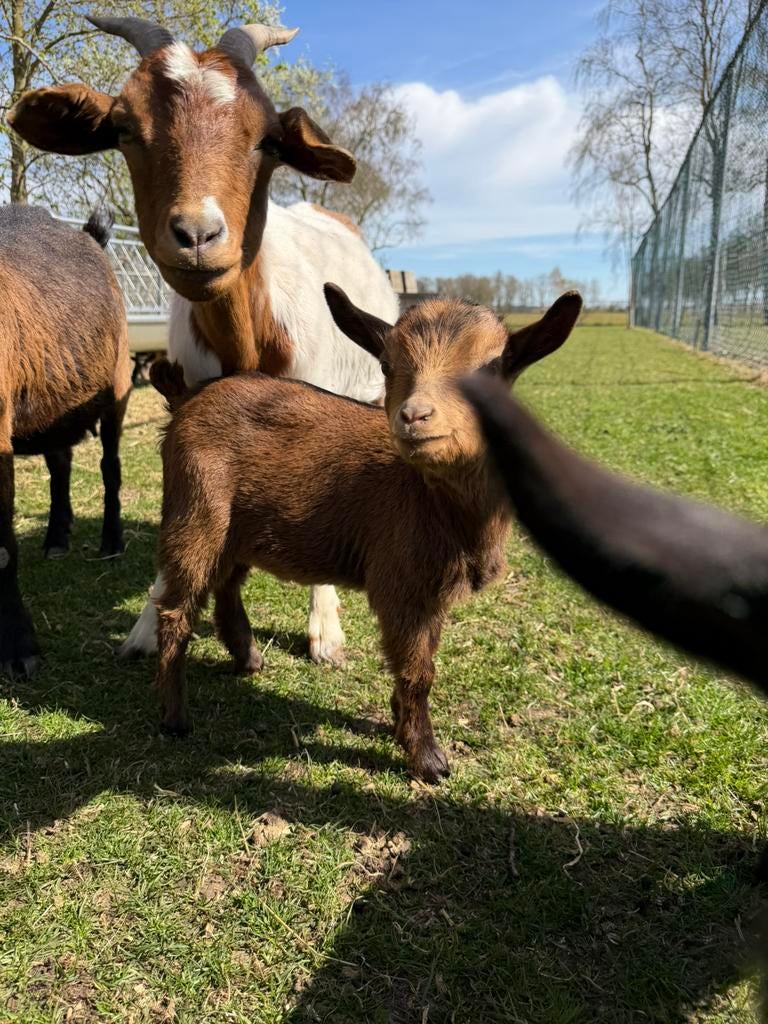 2 bokjes, Dieren en Toebehoren, Mannelijk, Geit, 0 tot 2 jaar