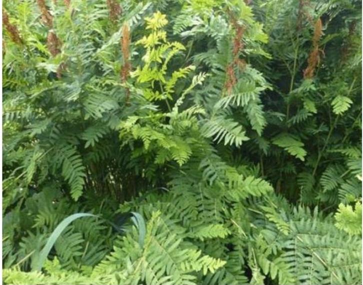 Ter overname gevraagd: Winterharde Varens, Tuin en Terras, Planten | Tuinplanten, Overige soorten, Bloeit niet, Ophalen