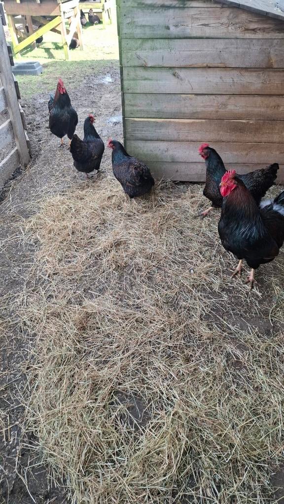 Broedeieren Barnevelder dubbel gezoomd, Dieren en Toebehoren, Pluimvee, Kip, Geslacht onbekend