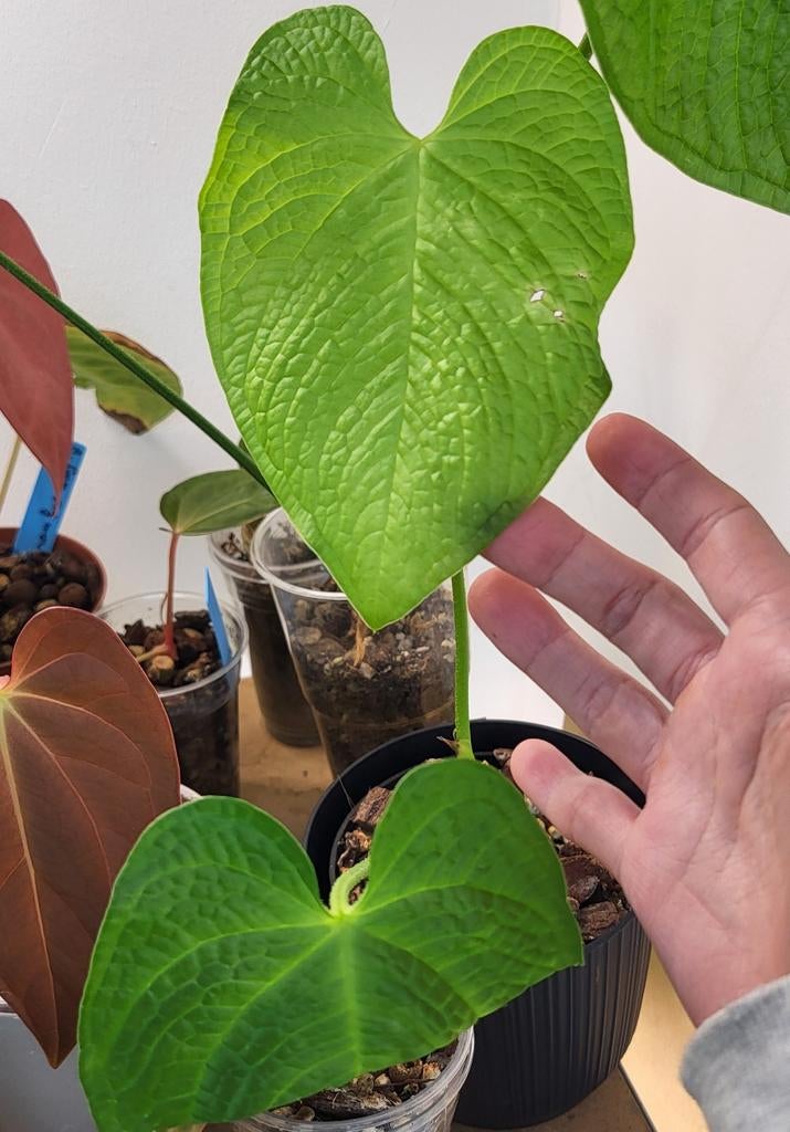 Anthurium rugulosum "crinitum", Huis en Inrichting, Kamerplanten, Ophalen of Verzenden, Halfschaduw, Minder dan 100 cm