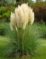 Pampas gras grote pol Pluimen siergras, Ophalen, Vaste plant, Siergrassen, Halfschaduw