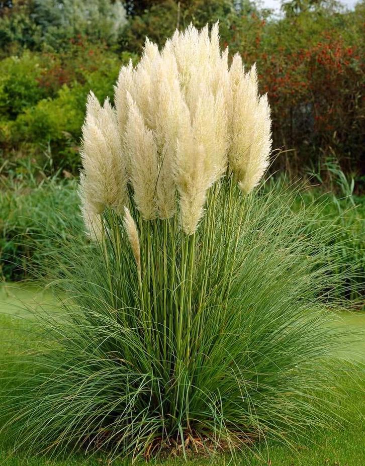 Pampas gras grote pol Pluimen siergras, Tuin en Terras, Planten | Tuinplanten, Vaste plant, Siergrassen, Halfschaduw, Herfst, Ophalen