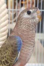 Gezocht bourke poppen 2025 2024, Dieren en Toebehoren, Vogels | Parkieten en Papegaaien, Parkiet