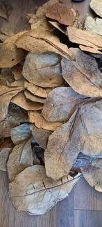 Catappa, Mango en Guave bladeren, Ophalen of Verzenden, Nieuw, Plant(en), Steen of Hout