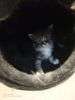 Russische Maine Coon kittens met stamboom, Meerdere dieren, Met stamboom, 0 tot 2 jaar