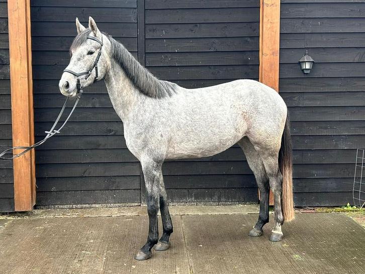 Leergierige knappe allround/spring merrie, Dieren en Toebehoren, Paarden, Merrie, Onbeleerd, 160 tot 165 cm, 3 tot 6 jaar, Springpaard