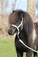 Prachtige zwartbonte shetlander stamboek merrie, Dieren en Toebehoren, Merrie, A pony (tot 1.17m), Met stamboom, 3 tot 6 jaar