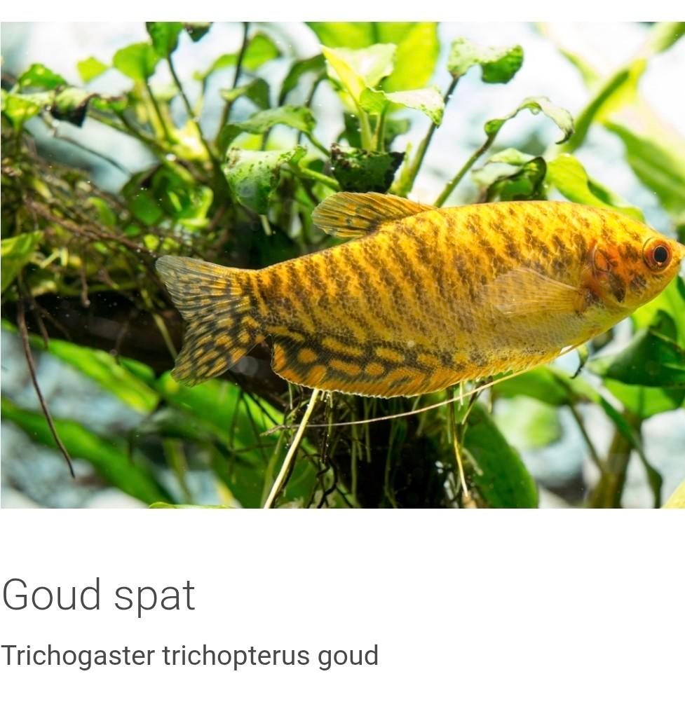 Gouden Spat & Blauwe Spat ( Trichogaster trichopterus)6stuks, Dieren en Toebehoren, Vis, Zoetwatervis