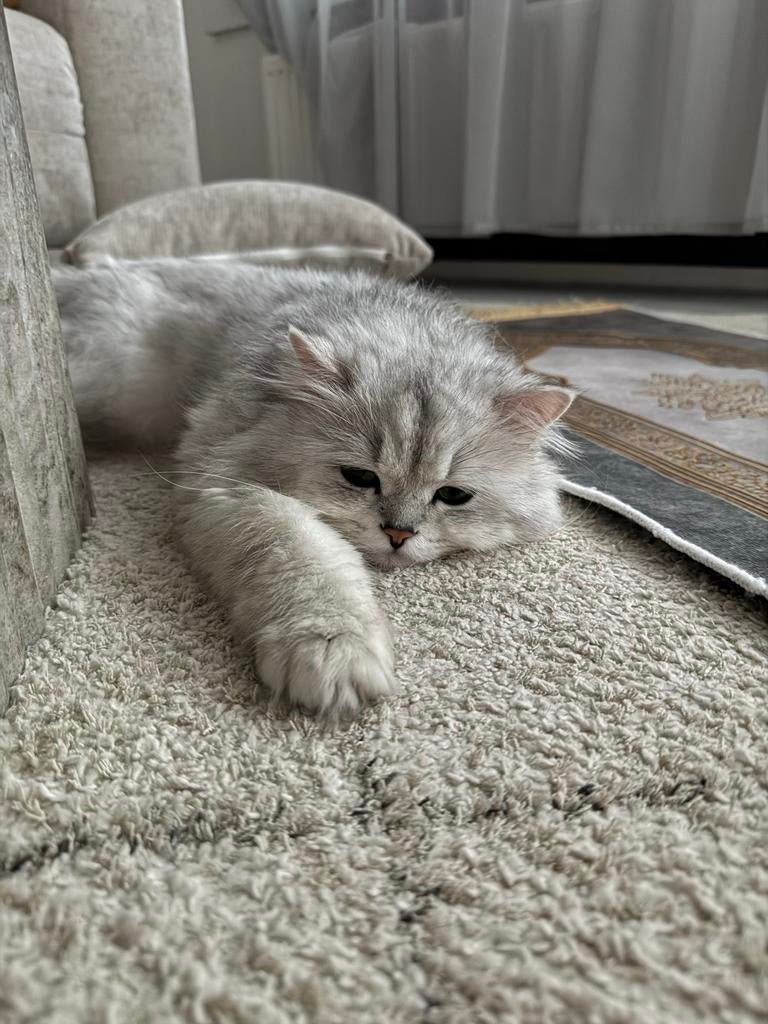 Lieve Brits langhaar kater, Dieren en Toebehoren, Meerdere dieren