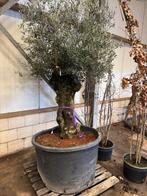 Zeer mooie dikke oude  olijfboom, Bloeit niet, 100 tot 250 cm, Olijfboom, Ophalen