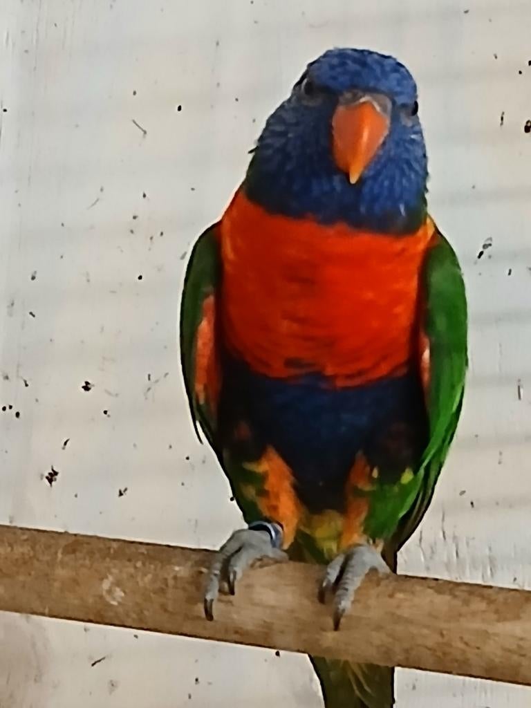 Lori van de blauwe bergen Pop, Dieren en Toebehoren, Vogels | Parkieten en Papegaaien, Vrouwelijk, Papegaai, Geringd