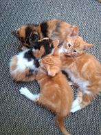 4 kittens, 9 weken oud, Dieren en Toebehoren, Katten en Kittens | Overige Katten, Meerdere dieren, Kortharig, 0 tot 2 jaar