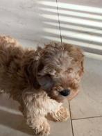 Mini Doodle (Tibetaanse terriër X Toypoedel), Dieren en Toebehoren, Parvo, 8 tot 15 weken, Eén hond, Nederland