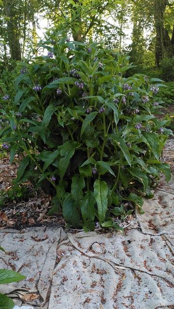 Smeerwortel, Comfrey. Symphytum officinale. Onbespoten.  beschikbaar voor biedingen