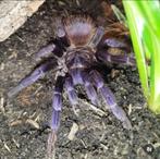 Div. Sazimai tarantula aangeboden, Dieren en Toebehoren, Spin of Schorpioen