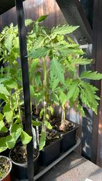 Tomaten planten, Tuin en Terras, Planten | Fruitbomen, Ophalen, Minder dan 100 cm, Overige soorten, Zomer