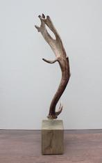 Groot DAMHERT GEWEI op houten sokkel  (ref. B), Verzamelen, Dierenverzamelingen, Ophalen of Verzenden, Gebruikt, Hert, Gewei of Kop