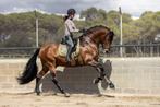 Kwaliteitsvolle PRE / Andalusier paarden, Ruime keuze!!, Meerdere dieren, Gechipt, Niet van toepassing, 3 tot 6 jaar