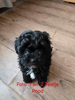 Boomer x poedel Pups, Dieren en Toebehoren, Honden | Chihuahua's en Gezelschapshonden, CDV (hondenziekte), Overige rassen, 8 tot 15 weken