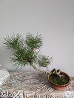 Pinus Sylvestris Bonsai, Tuin en Terras, Planten | Bomen, Bloeit niet, Halfschaduw, Minder dan 100 cm, Overige soorten