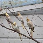 Valkparkieten,  bleekmasker, Dieren en Toebehoren, Vogels | Parkieten en Papegaaien, Meerdere dieren, Parkiet, Tam