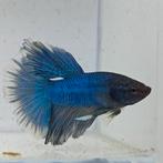 Betta splendens man 0F, Vis